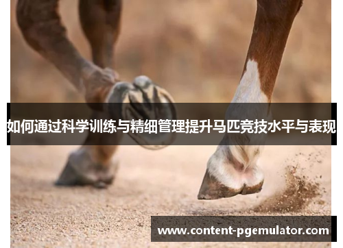 如何通过科学训练与精细管理提升马匹竞技水平与表现